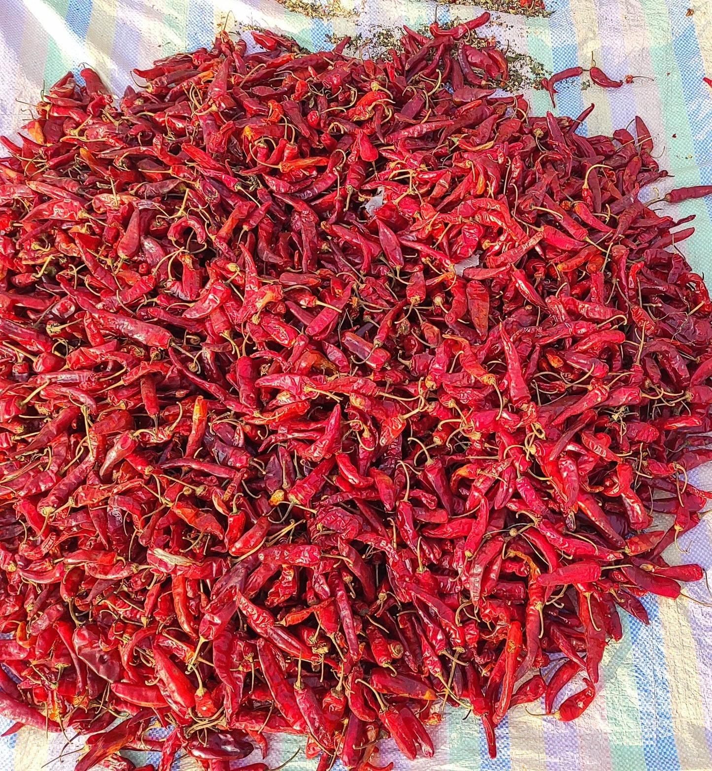 KASHMIRI CHILLI (SABOOT)