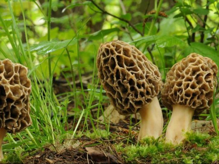 Gucchi (Wild Mashroom)
