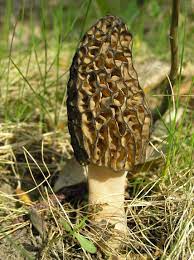 Gucchi (Wild Mashroom)