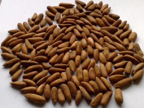 Pine Nuts