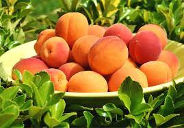 Red Apricot