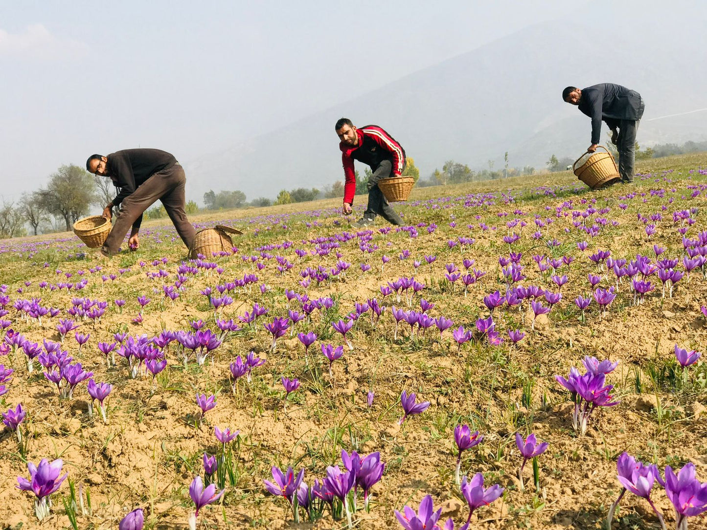 Saffron