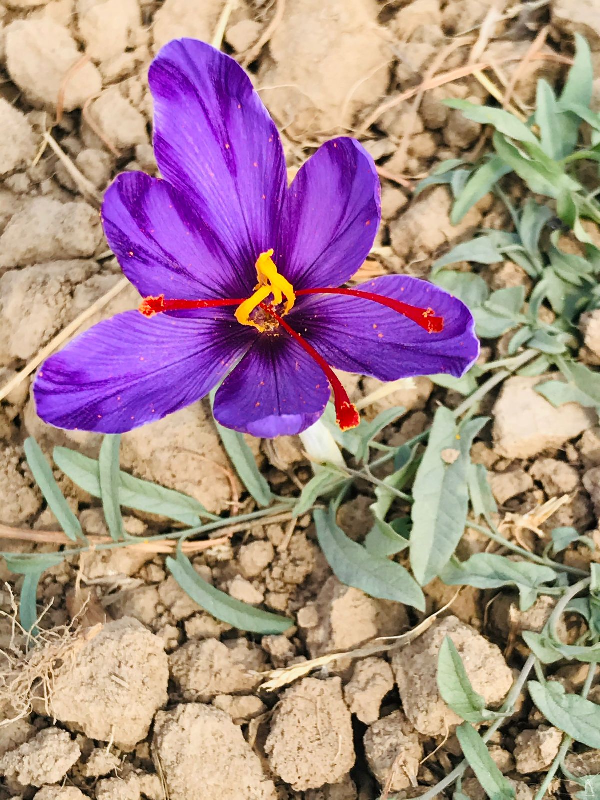 Saffron