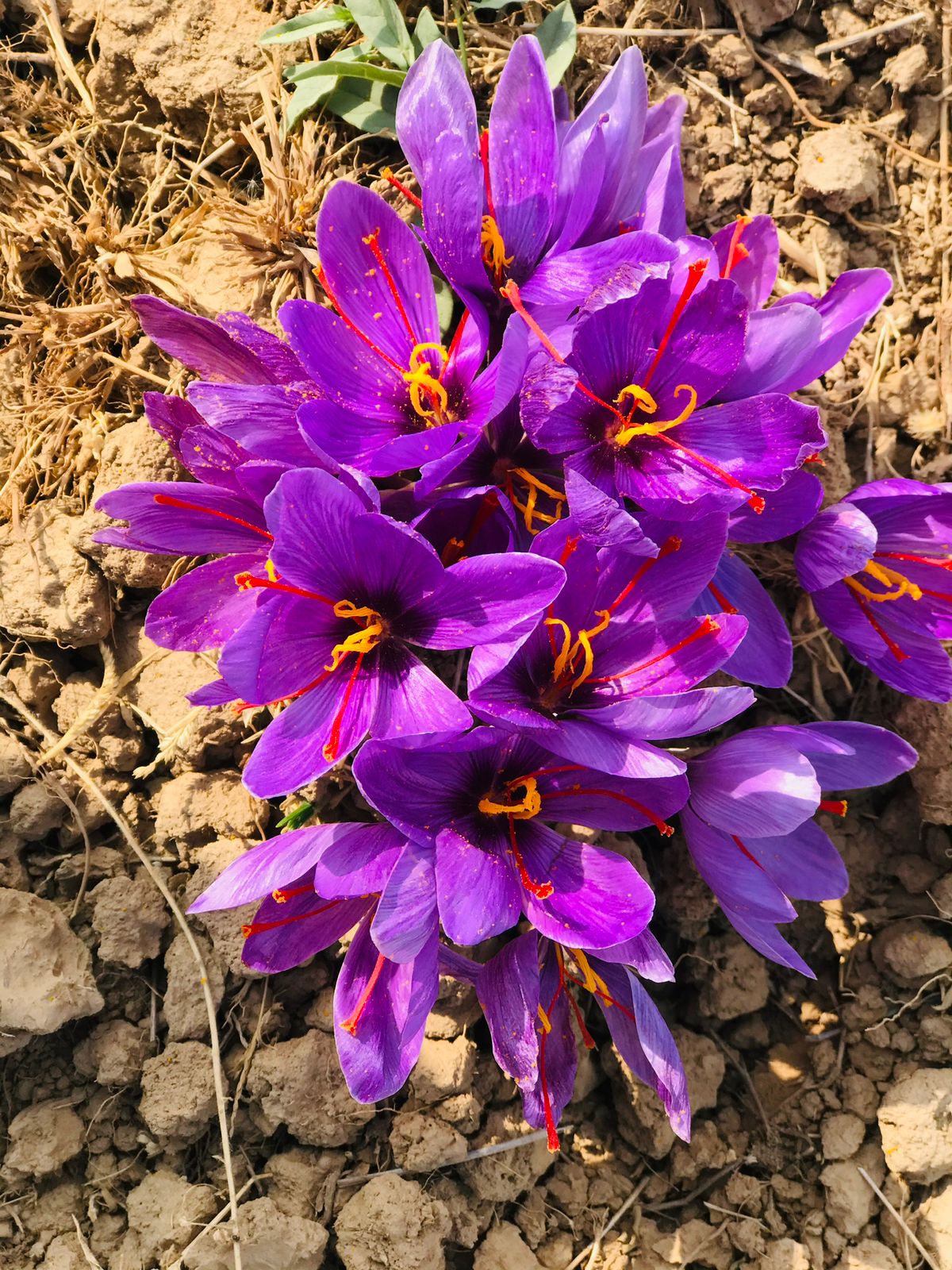 Saffron
