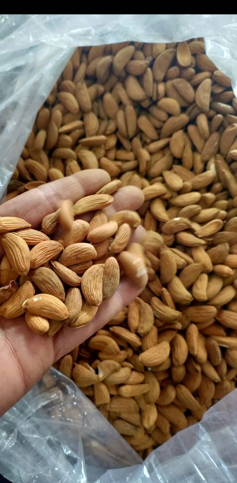 Mamra Badam