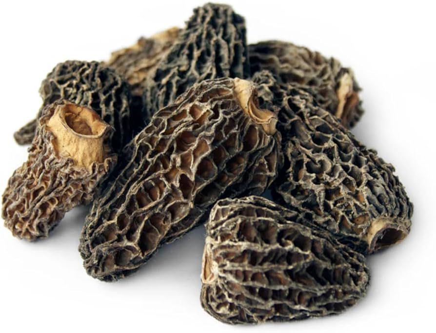 GUCCI MASHROOM